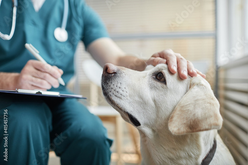 Close up of white Labrador dog at vet clinic with male veterinarian stroking his head, copy space photo