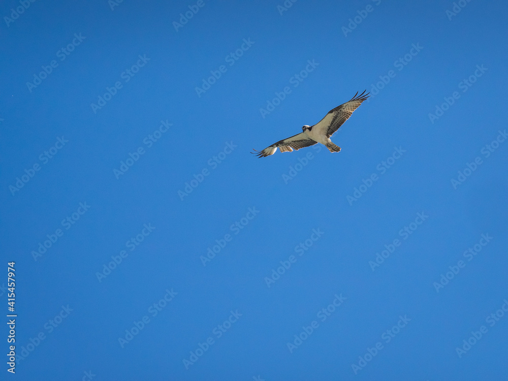 Osprey flying in front of blue sky Osprey flying in front of blue sky