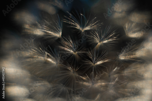 Dandelion seed pattern.Defocused gentle dandelion seeds .macro. Abstract nature background.