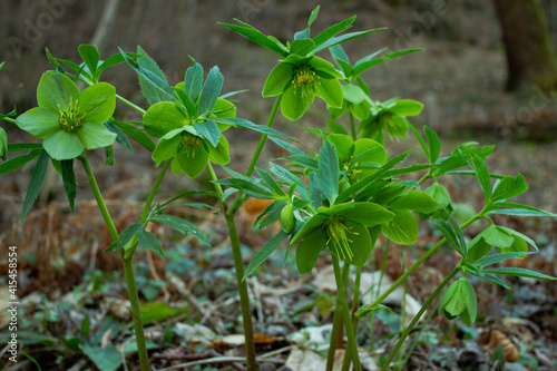 Beautiful crowd of green hellebore seedlings. Helleborus viridis - mountain flower. You can find it in the Italian woods in winter and early spring.