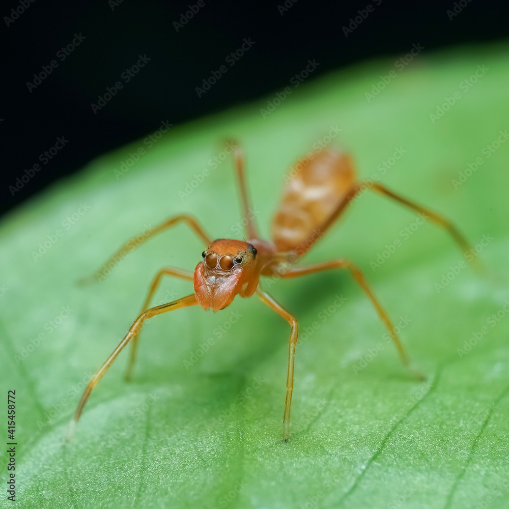 spider on a leaf