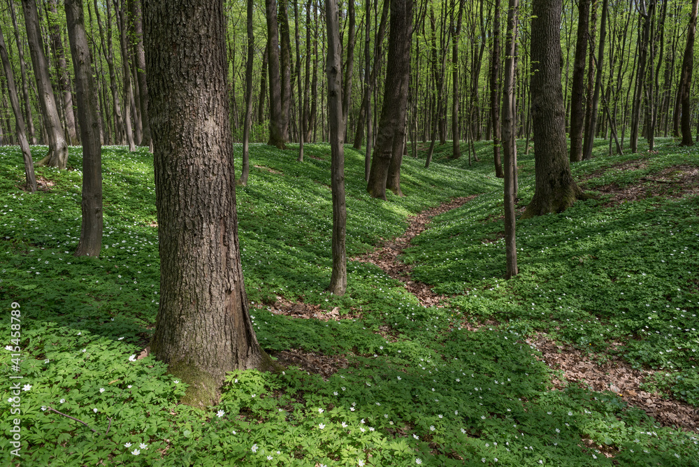 Spring forest landscape with white flowers Spring forest landscape with white flowers