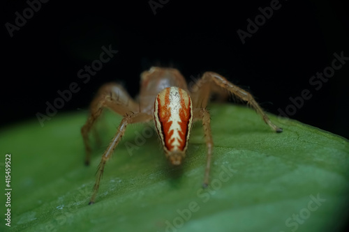 spider on a leaf