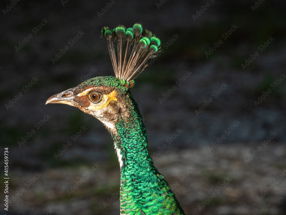 Portrait of an Indian Peafowl