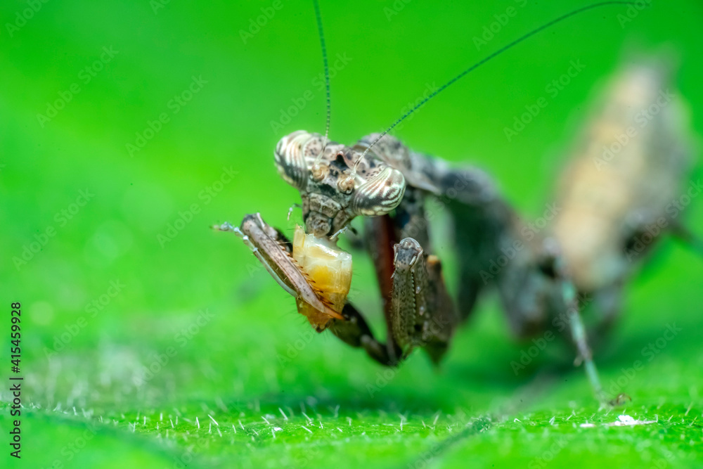 Fototapeta premium spider on a leaf