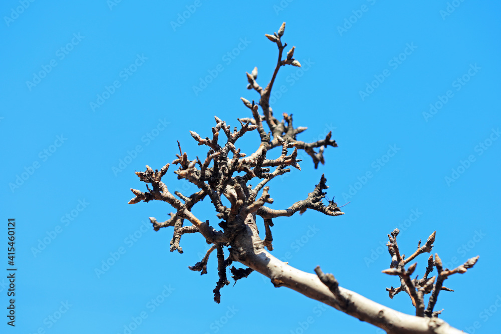 The old and dry branches in the background of blue sky The old and dry branches in the background of blue sky