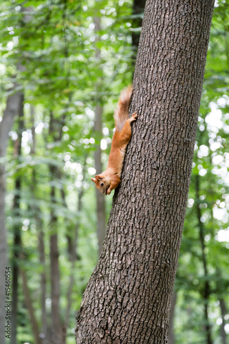 Cute young red squirrel climbing trees. © Skottemedia
