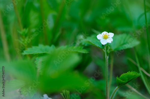 wild strawberry flower. Strawberry flowers in the forest. Small white flowers. wild forest strawberry, small white flower with green leaves, blooms in spring, close-up, bokeh. natural background