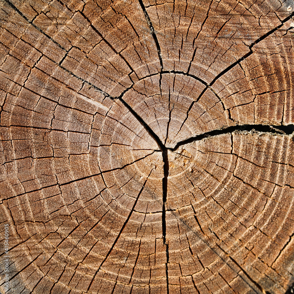 Fototapeta premium Weathered old wooden surface texture