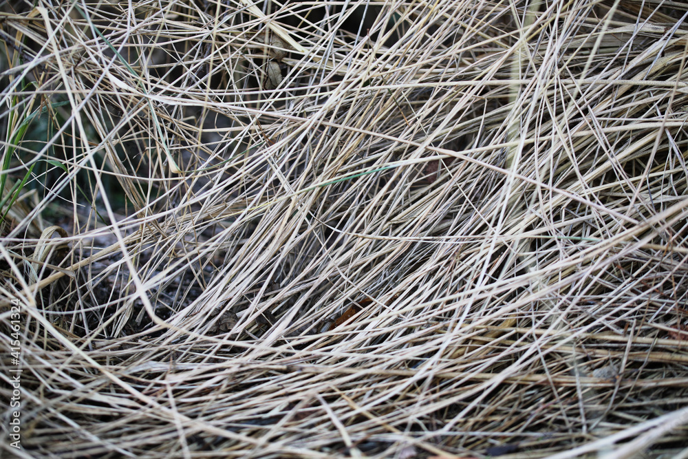 Dry grass Dry grass