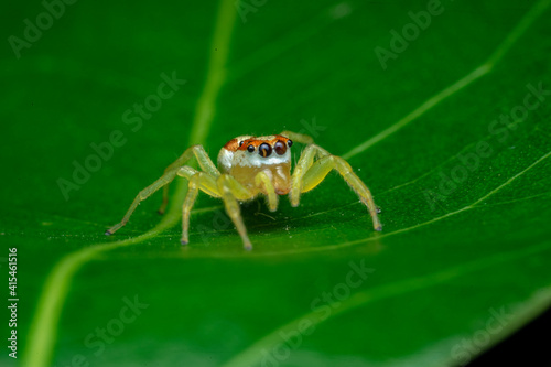 spider on a leaf © Huy