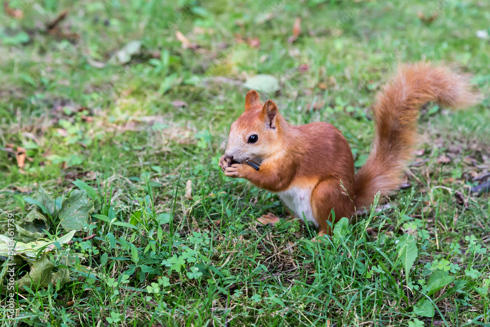 Cute young red squirrel on the ground, eating, looking around. Cute young red squirrel on the ground, eating, looking around.