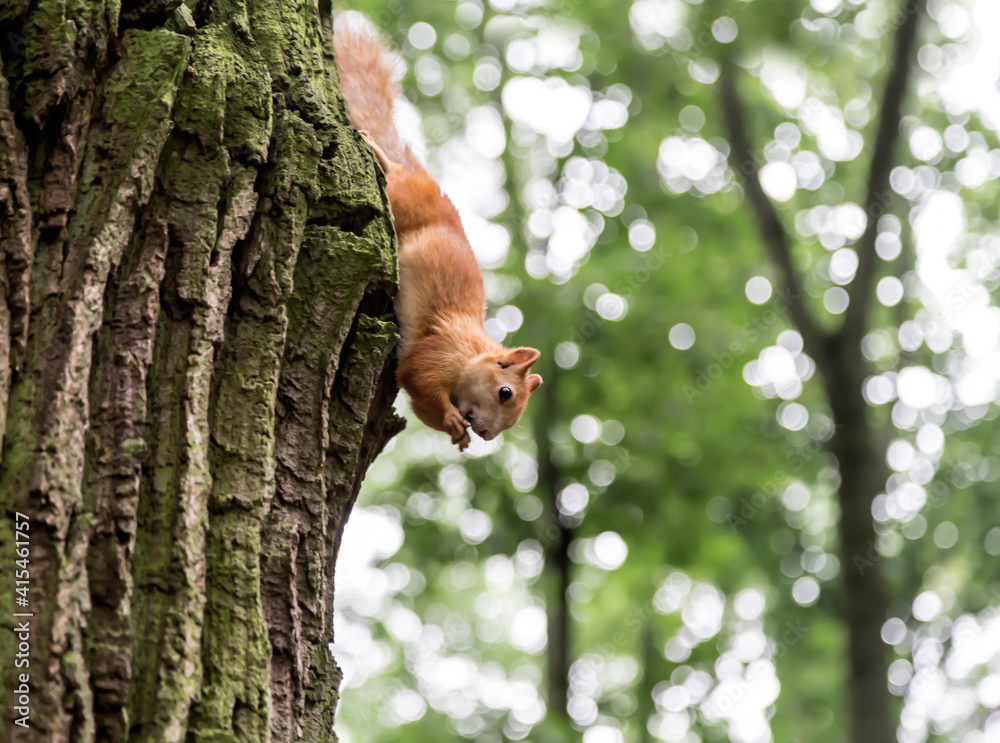 Fototapeta premium Cute young red squirrel climbing trees, eating, looking around.