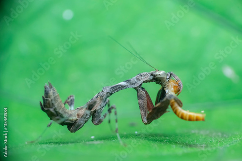 praying mantis on a green leaf © Huy