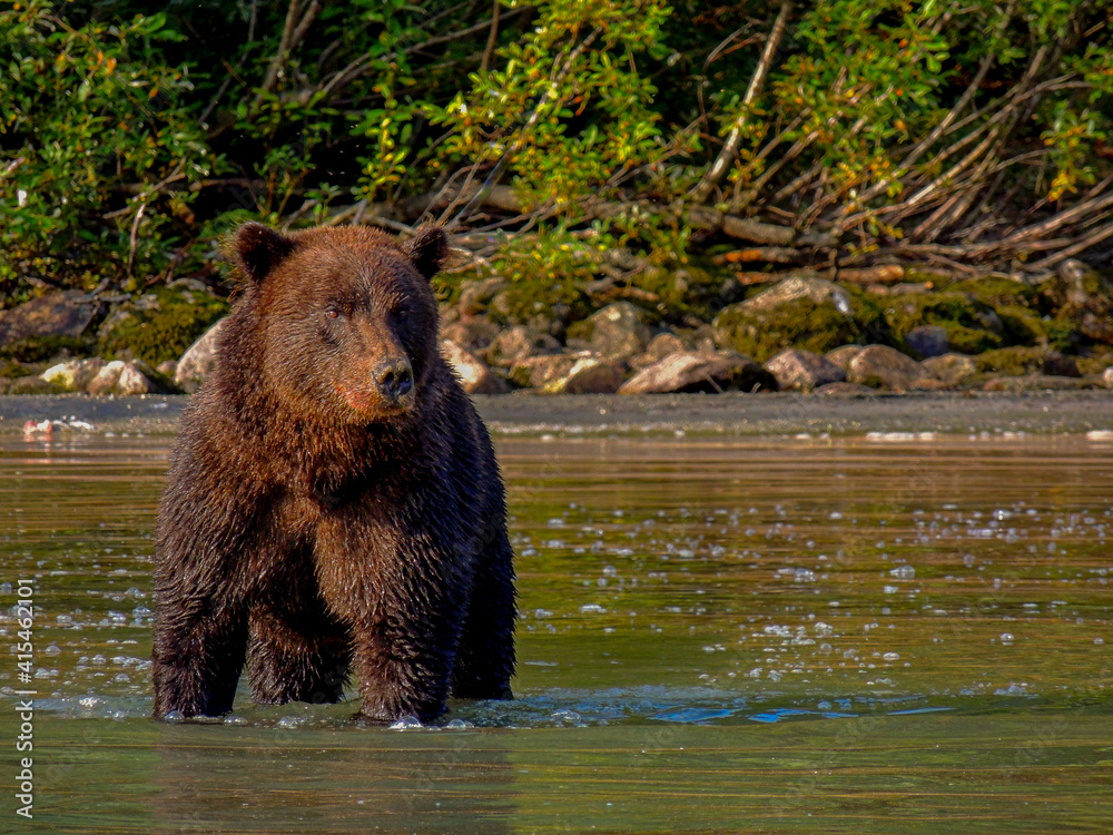 Brown Bear wading in search of Salmon in Lake Clark National Park. Brown Bear wading in search of Salmon in Lake Clark National Park.