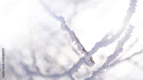 Snow covered tree branches against the sky with a place for text