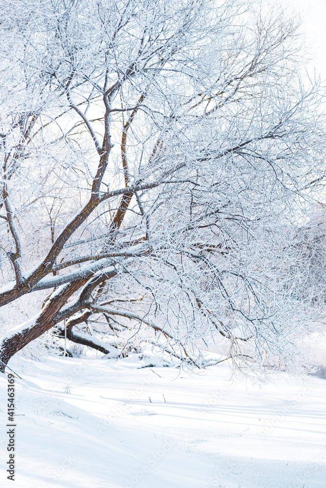 Snow covered tree branches against the sky with a place for text Snow covered tree branches against the sky with a place for text