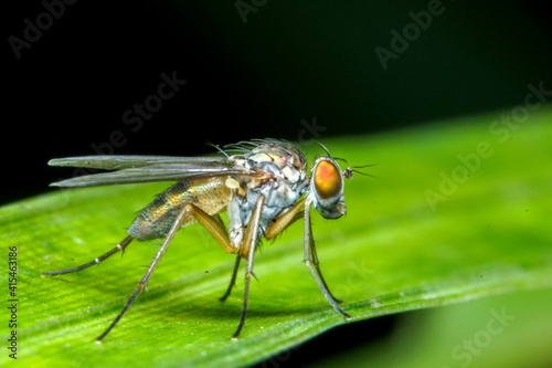 close up of a fly © Huy
