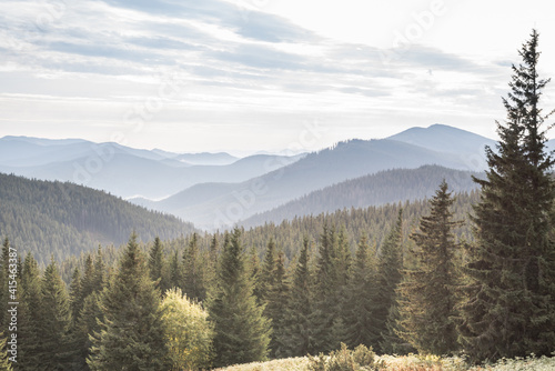 Evergreen Christmas trees adorn the Carpathian mountains in Ukraine. Mountain range panorama