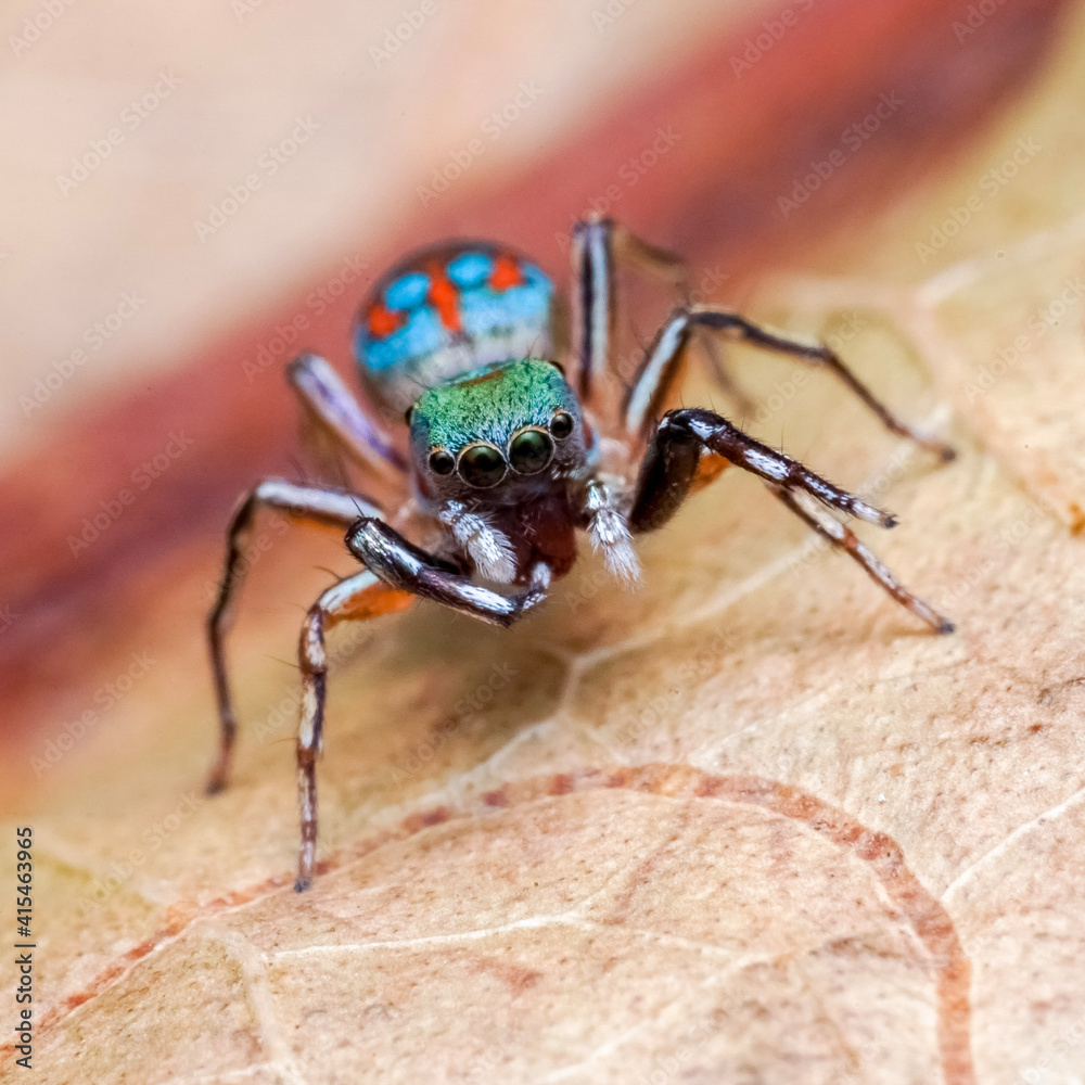 Fototapeta premium close up of a spider