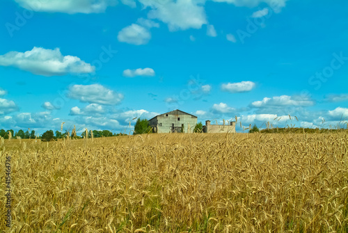 wheat field on the background of a blue sky with clouds