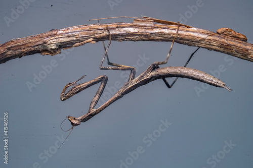 mantis on a branch