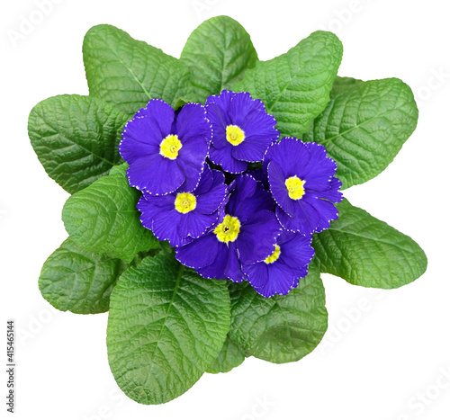 Primula with blue flowers isolated on white background.