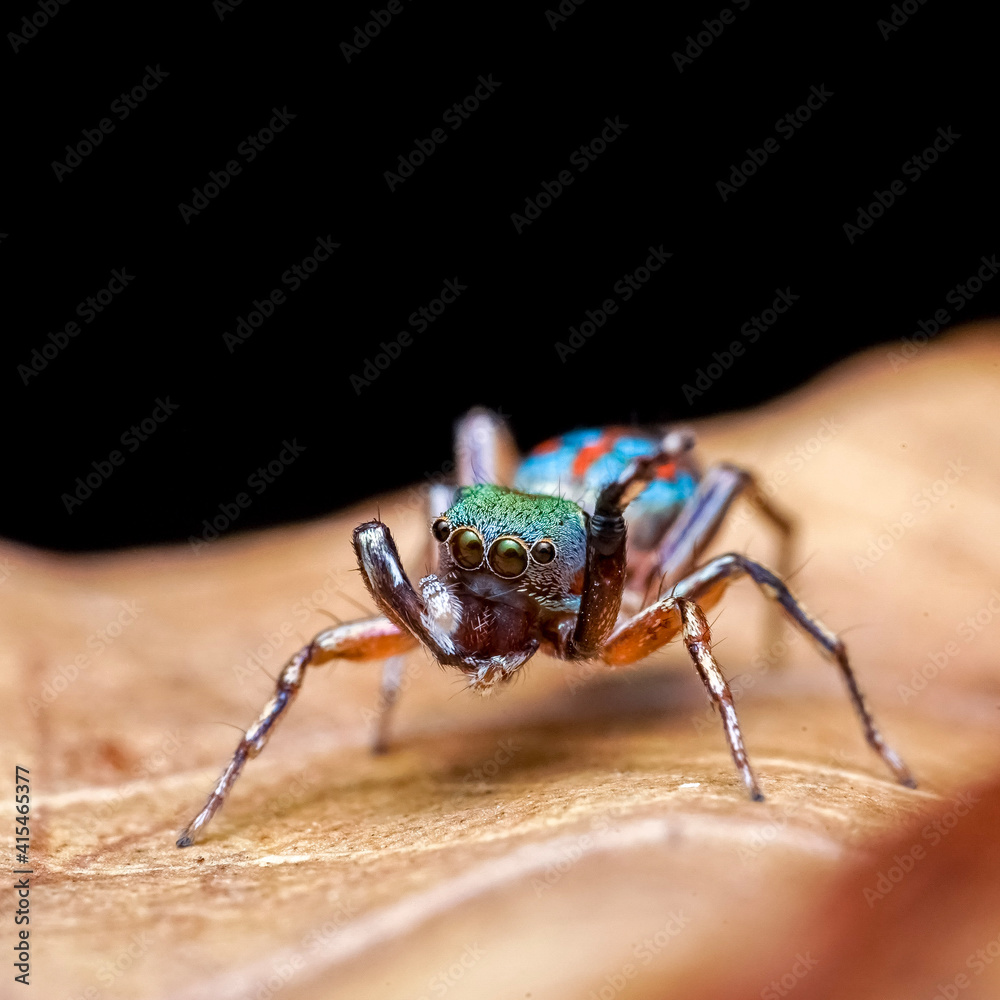 close up of a bug close up of a bug