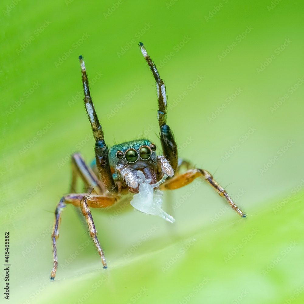 Fototapeta premium spider on a green leaf