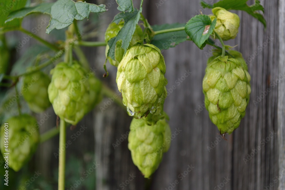 Hops Fruits Close Up, Old Wooden Wall In Background Hops Fruits Close Up, Old Wooden Wall In Background