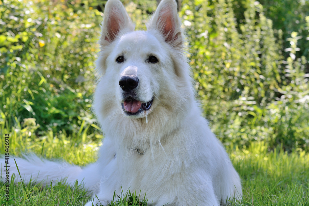 Obraz premium Closeup Of A Lying In The Meadow White Shepherd Dog