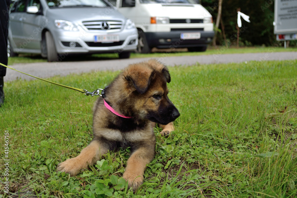 German Shepherd Puppy Is Lying In The Meadow German Shepherd Puppy Is Lying In The Meadow