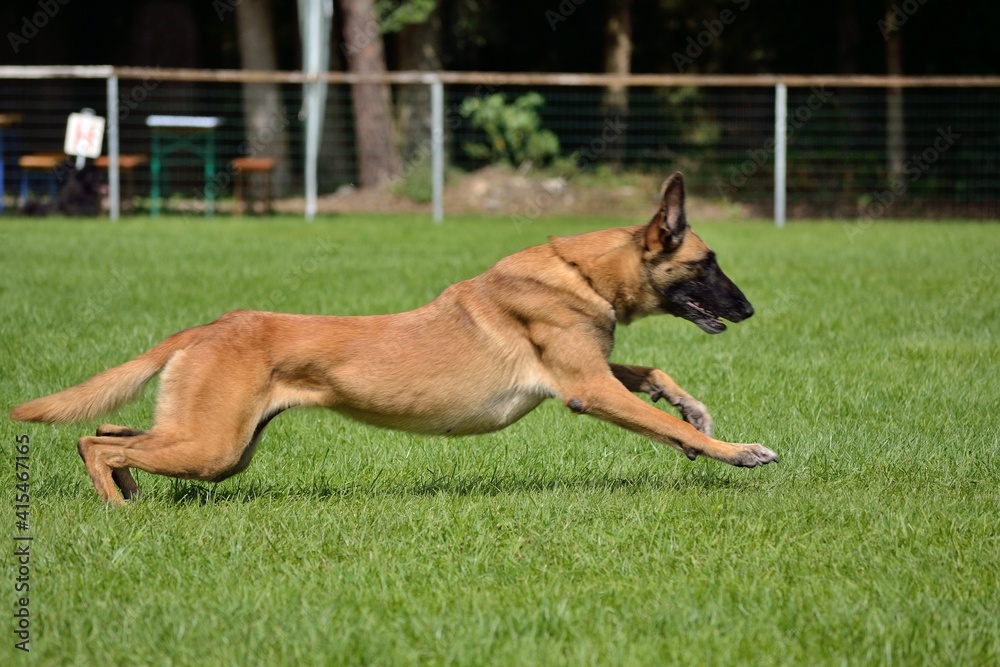 Belgian Shepherd Dog Sprints To Owner Belgian Shepherd Dog Sprints To Owner