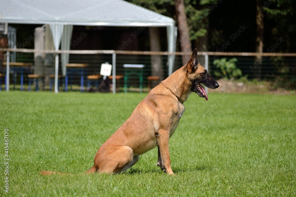 Belgian Shepherd Dog Waits For Command Of The Owner Belgian Shepherd Dog Waits For Command Of The Owner