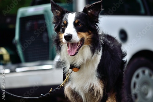 Dog Is On Leash Beside Box © Stockfotos