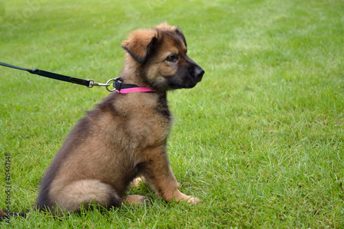 Small Sheepdogs Puppy Sitting On Leash In The Meadow