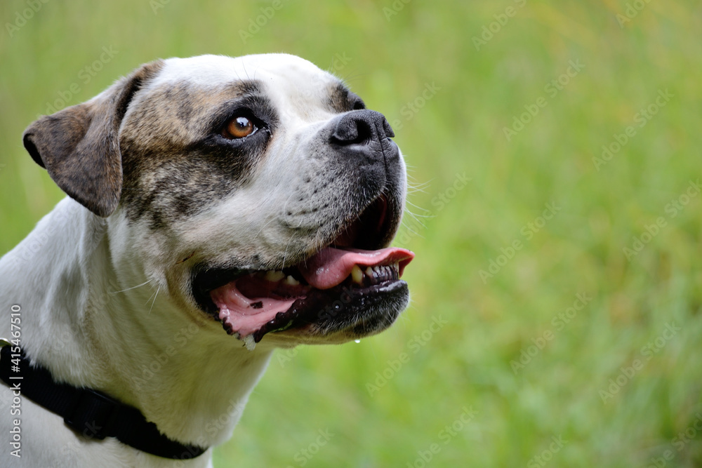 Sideways Portrait Of A Bulldog