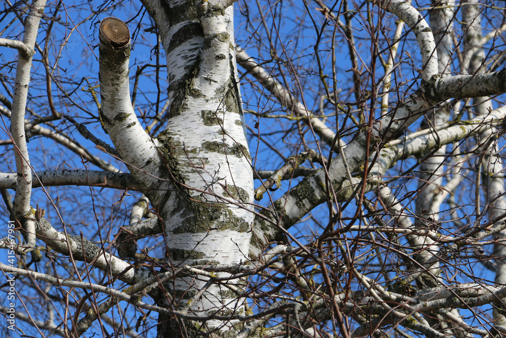 Fototapeta premium Bavarian Birch