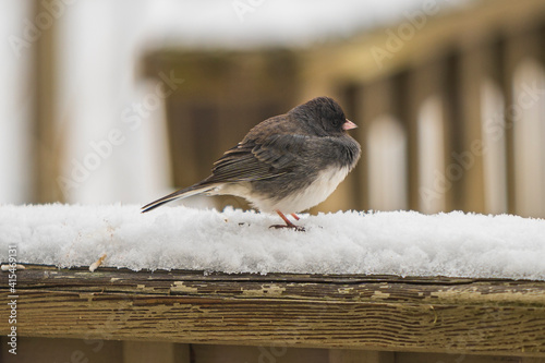 sparrow on snow