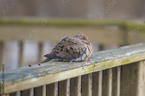 fat bird