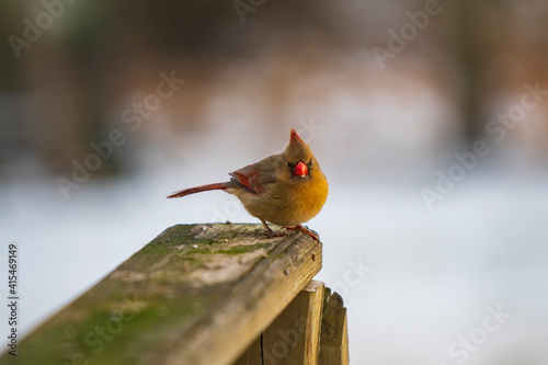 robin looking at you