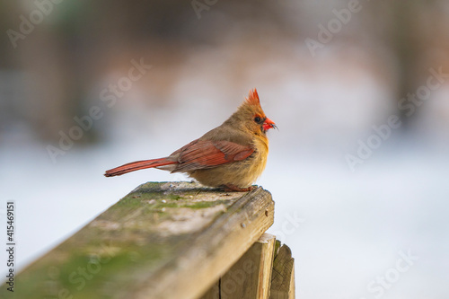 robin profile
