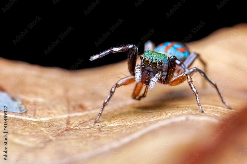 Fototapeta premium spider on the ground