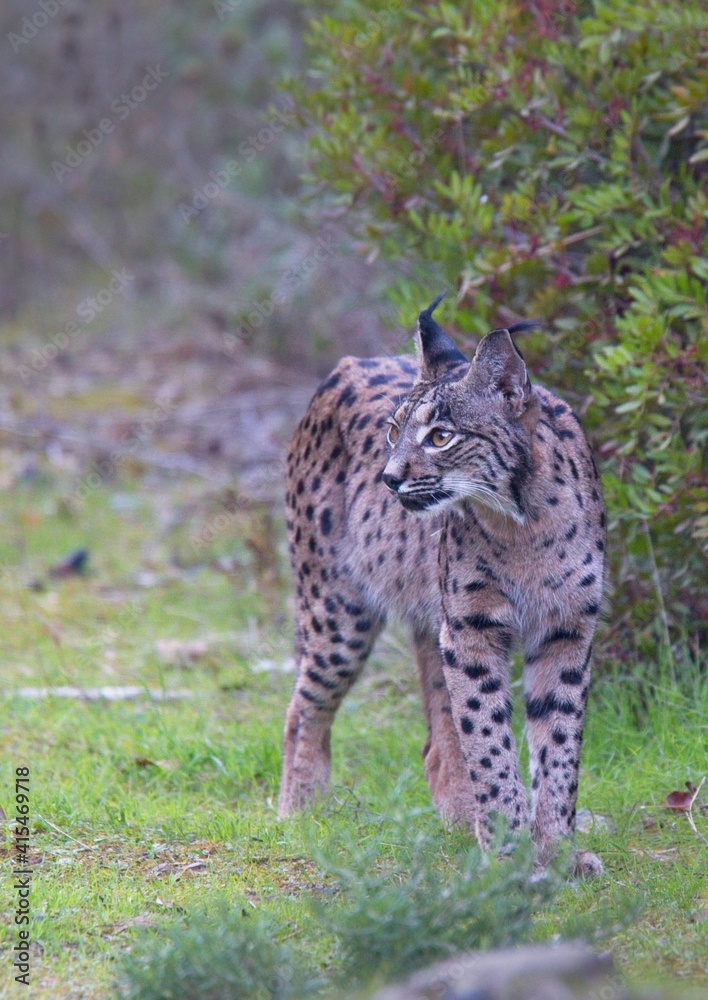 Obraz premium Iberian Lynx, (Lynx pardinus), Sierra Morena, Andalucia, Spain.