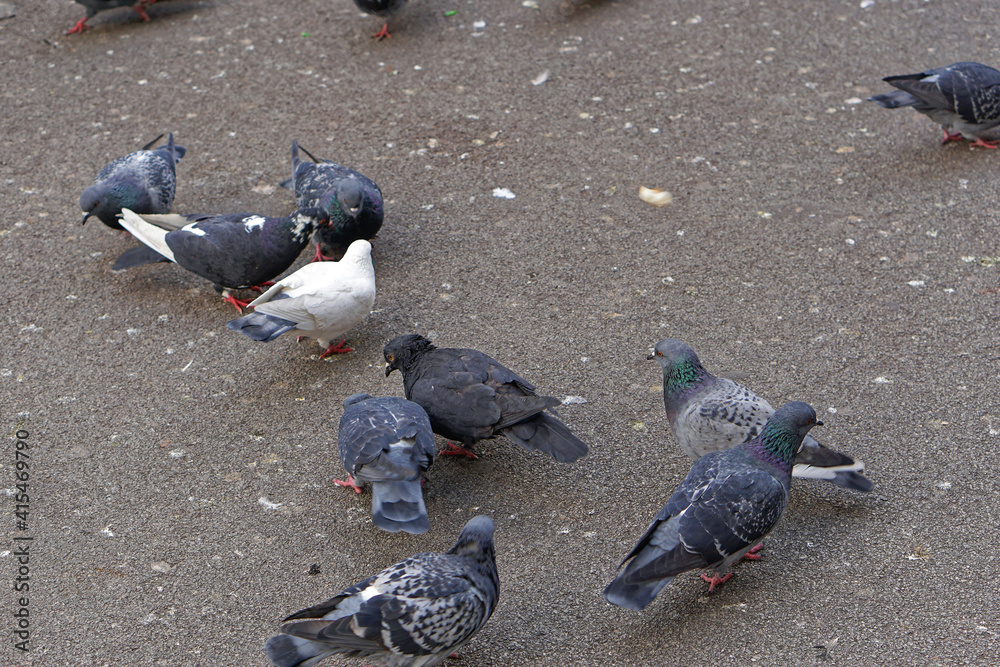 Obraz premium Pigeons at street