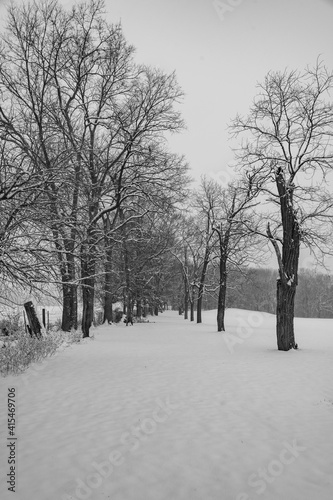snowy boulevard of trees