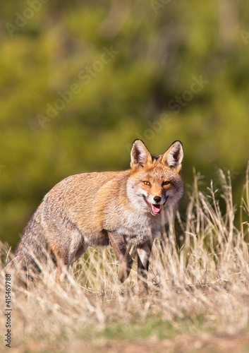 Red Fox (Vulpes vulpes), standing, looking at me, Sierra Morena, Andalucia, Spain. © tonymills