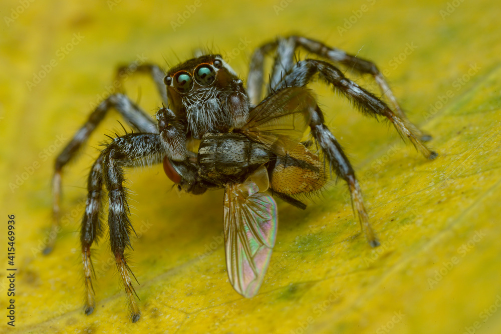 spider on the wall spider on the wall