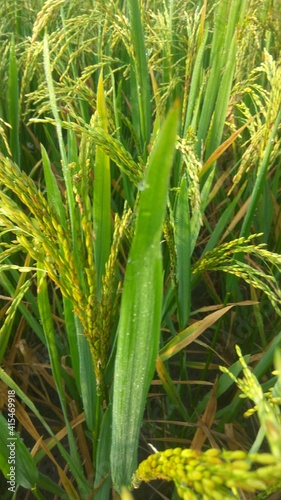common rice (Oryza sativa), rice fields with palms, Asian Rice Plants ready for harvesting