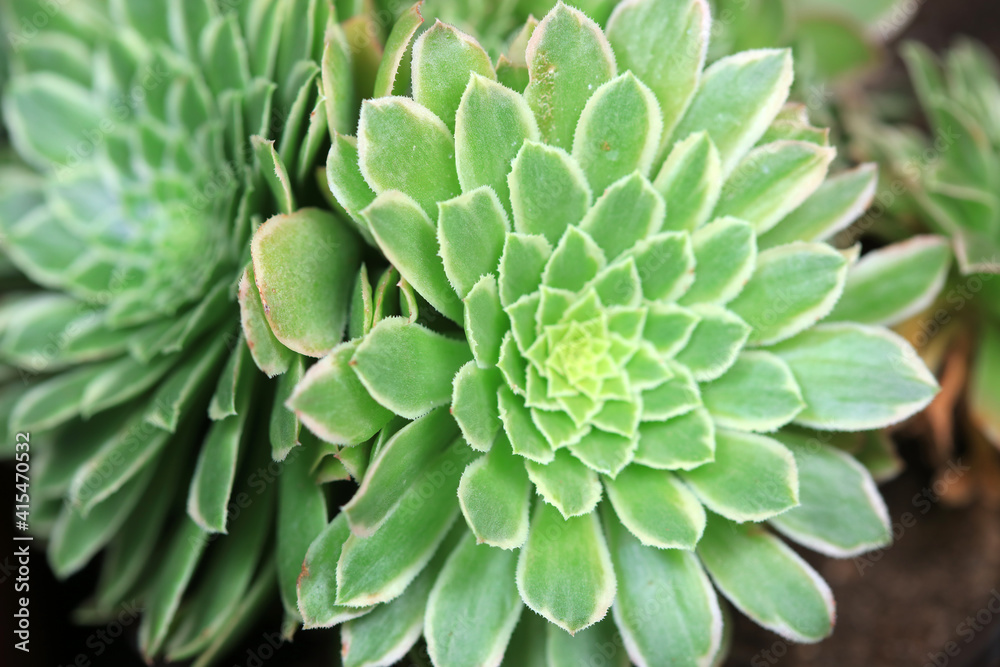 Close up of succulent succulent plants Close up of succulent succulent plants